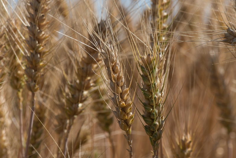 landscape, cereals, field, summer, plant, crop, farm, wheat, rural scene, 4K, day, stalk, nature, the production of grain, no people, outdoors, agriculture