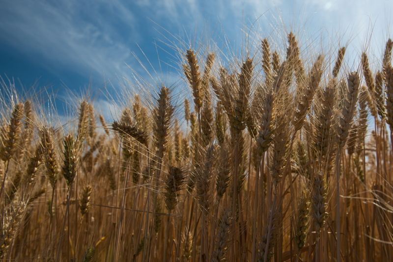 harvesting, sky, Ears, Food, day, 5K, cloud - sky, summer, stem, Feed, yellow, growth, cereal Plant, nature, farm, field, crop, plant, beauty in nature