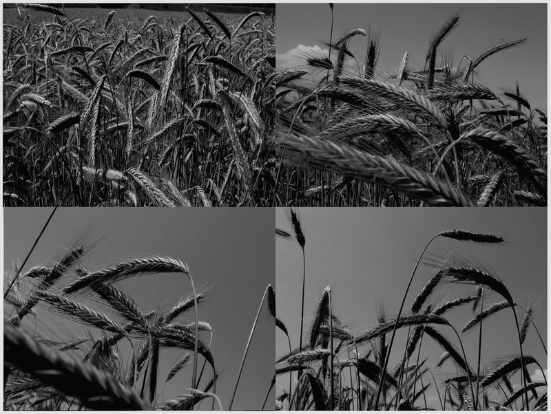 illustration, cereal plant, beauty in nature, grain, close-up, old, b w, agriculture, blade of grass, black And White, obsolete, old-fashioned, grass, outdoors