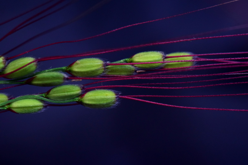 oryza, indoors, rice plant, close, red rice, carbohydrates, tennis ball, rice spike, multi colored, food, staple food, water, blue, cereals, colored background
