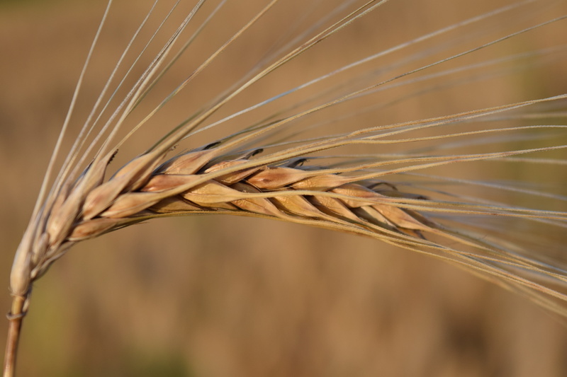 outdoors, landscape, ripe, background, 5K, no People, rye - Grain, plant stem, Grain, nature, summer, animal wildlife, nourishing barley, organic, day