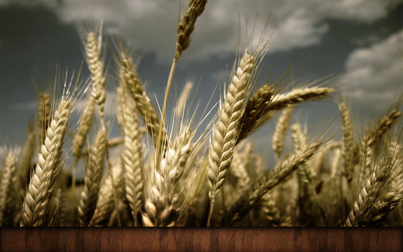 growth, landscape, corn - Crop, field, dry, no People, ripe, food, outdoors, whole Wheat, tree, wheat, agriculture, industry, healthy Eating, macro, oat - crop