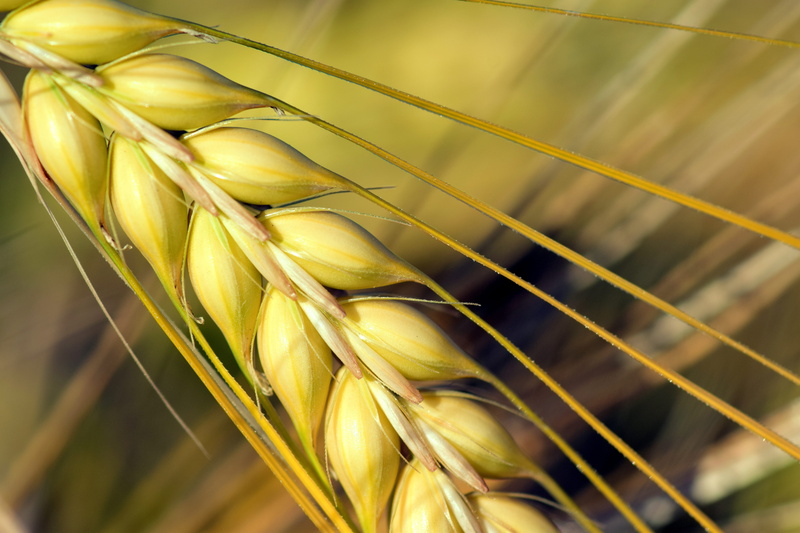 barley field, rye - grain, stem, freshness, corn - Crop, Nature, close, harvesting, Spike, ripe, food, staple food, barley, bread, macro, cereal Plant