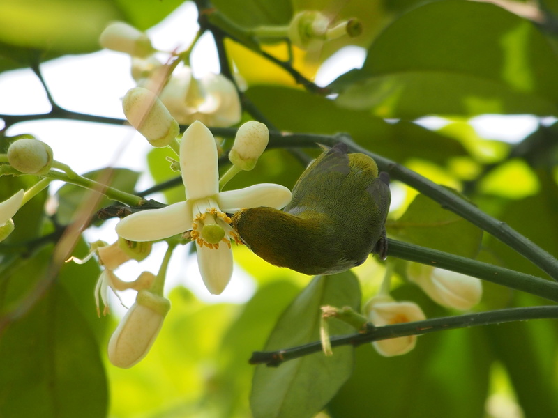 leaf, day, food and drink, tree, freshness, nectar, nature, plant part, green embroidered eyes, no people, 4K, grapefruit trees, outdoors, focus on foreground