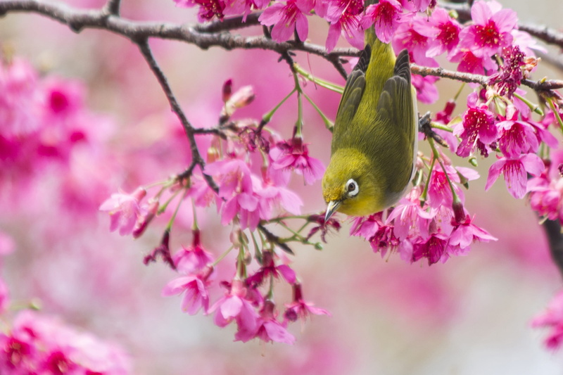 cherry tree, cherry blossoms, flower, animal wildlife, no people, animal themes, tree, 2K, outdoors, flowering plant, nature, pink color, one animal, animals in the wild