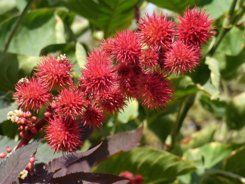 day, ricinus, colorful, vulnerability, red, springtime, growth, capsules, flower head, flowering plant, nature, beauty in nature, freshness, close-up, fruit