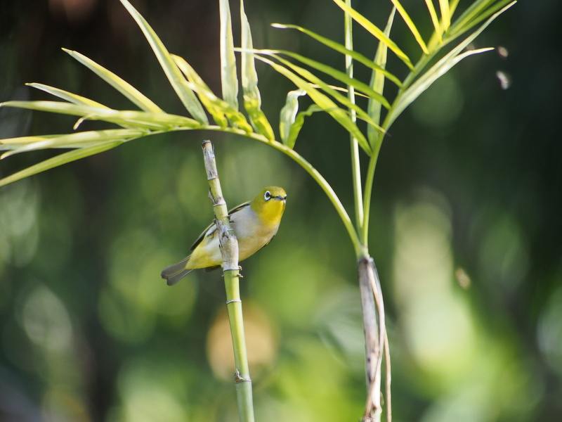 close-up, green embroidered eyes, animal themes, Bird, one animal, green color, 4K, animal, nature, plant, branch, no people, beauty in nature, park, focus on foreground
