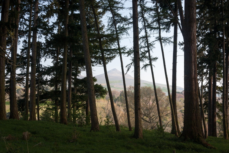 woodland, tree trunk, abies, 2K, no people, tree, landscape, growth, tranquil scene, land, vegetation, day, nature, forest, grove, trunk, wood, tranquility