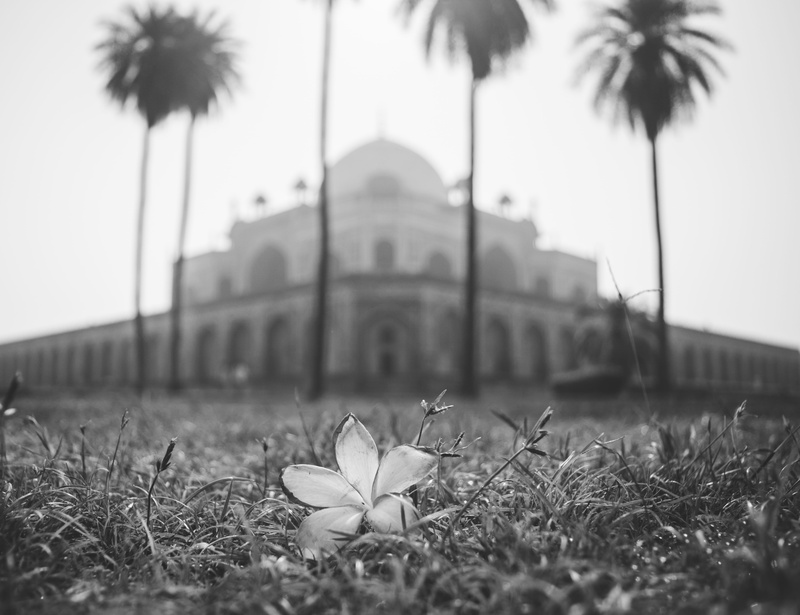 morning, plant, day, monument, blackandwhite, mughal, sky, surface level, no people, tree, growth, tomb, palm tree, built structure, history, 4K, flowering plant