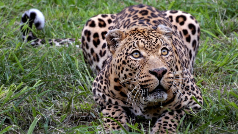 1080P, hd, leopard, hi res, stalking, cute, animals