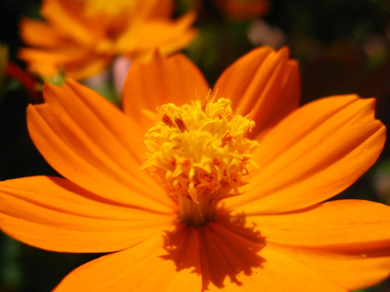 summer, flower  flower, orange, canon, naranja, close, cartagena  colombia, 2K, Cosmos, a650, yellow, flower, plant, close-up, photo, petal, nature, indias