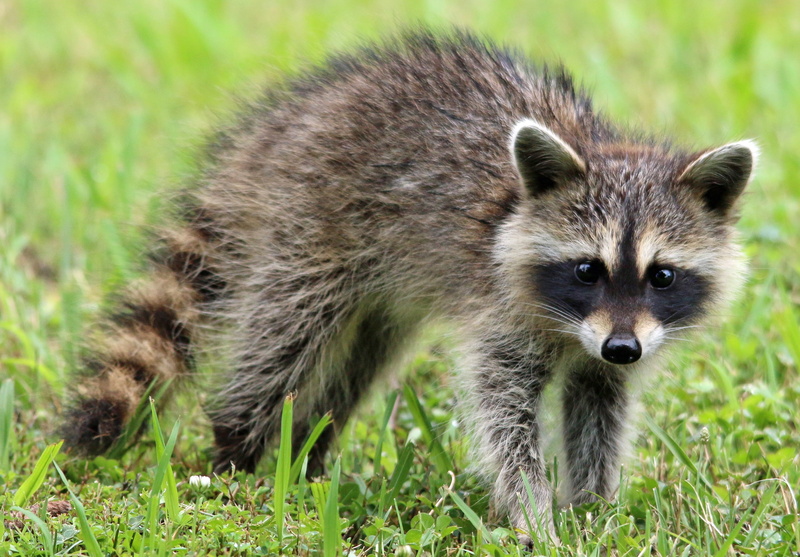 surprised, 2K, land, sweet, portrait, animal themes, brown, mammal, plant, close up, raccoon, focus on foreground, face, forest, cute, vertebrate, looking at camera