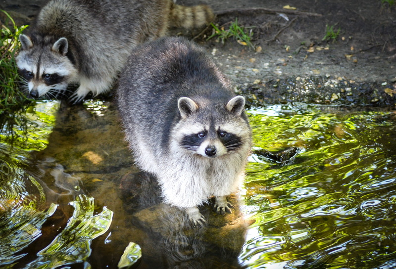 gray, mammal, animal, day, closeup, adorable, waterfront, two animals, zoo, no people, photo, looking, cartoon, animal wildlife, furry, funny, happy, looking at camera