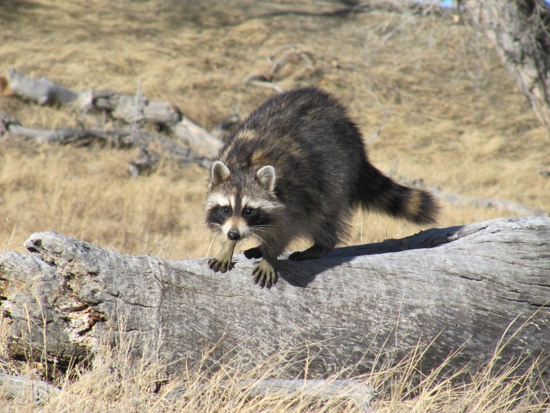 outdoors, mask, nature, plant, brown, carnivora, aggression, cute, black, vertebrate, mammal, hunting, rock, log, wildlife, one animal, survival, raccoon