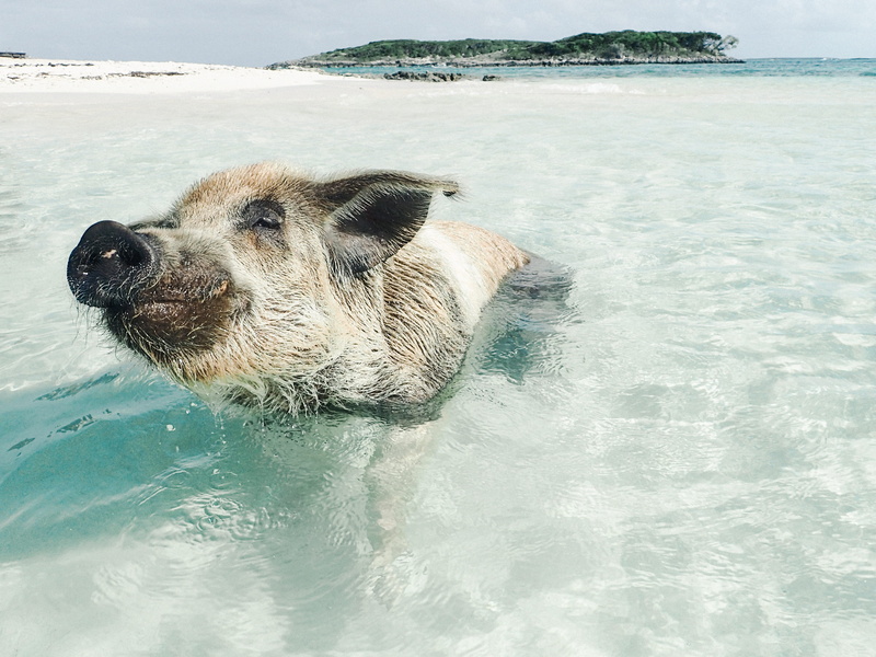 ocean, swimming, animal head, domestic, pig, dog, coast, promontory, hyena, shoreline, animal themes, brown, sea, pets, mammal, vertebrate, no people, beach