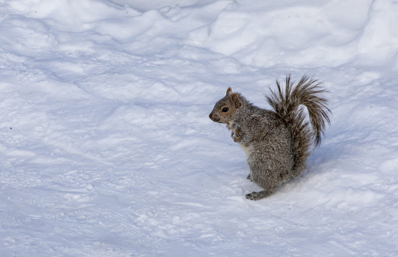 snowing, brown, rodent, herbivorous, wildlife, pet, high angle view, animal wildlife, blizzard, one animal, mammal, animal themes, vertebrate, no people
