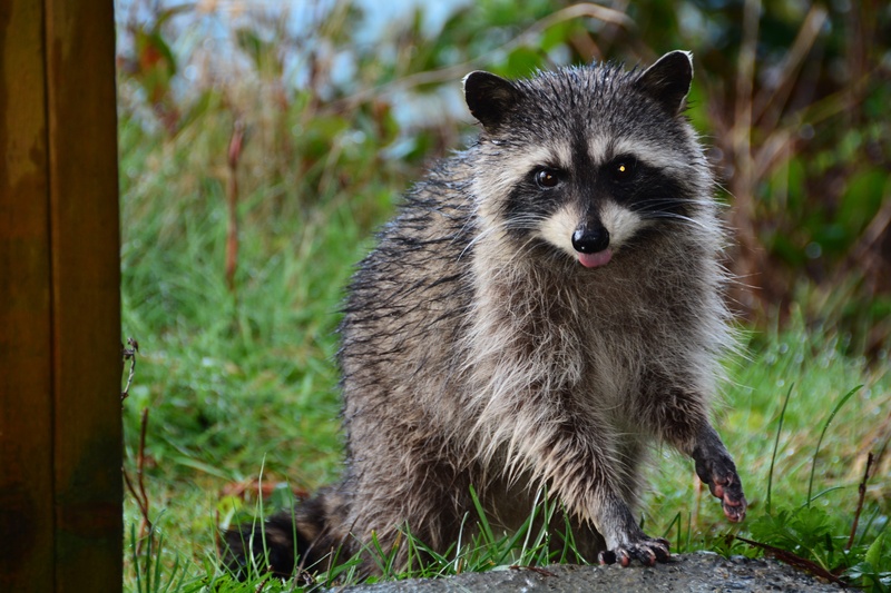 animal wildlife, wildlife, focus on foreground, small, nature, no people, mammal, cute, near, 5K, one animal, portrait, fur, black, bandit, critter, animal