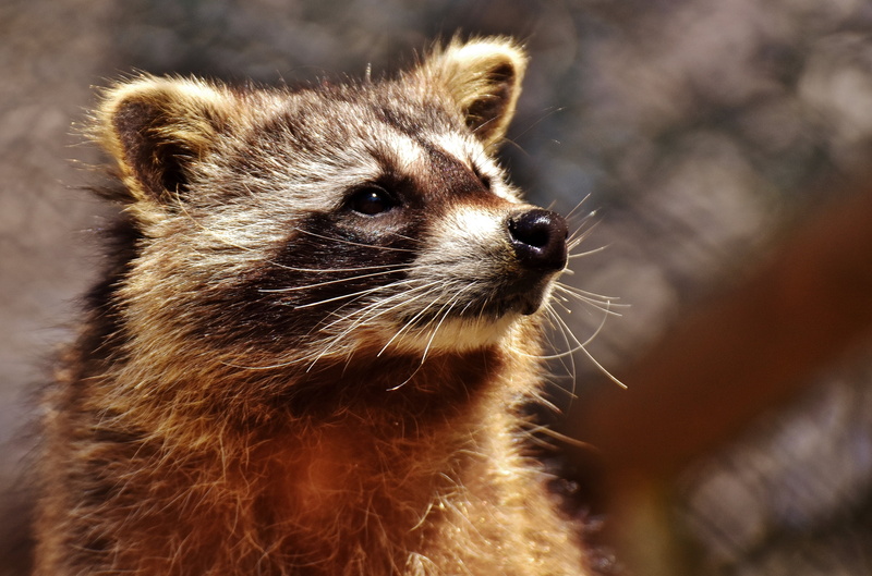 wildlife, animal body part, brown, day, no people, animal themes, looking, one Animal, animal head, nature, wildpark poing, looking away, animal wildlife