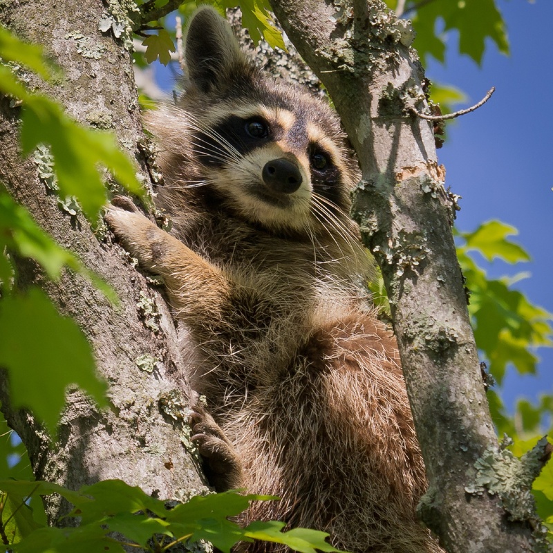 animal themes, face, animal, animal wildlife, close, trunk, mammal, vertebrate, animals in the wild, outdoors, 1080P, day, no people, adorable, curious