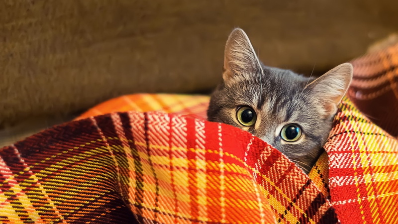 plaid, animals, 1080P, cat