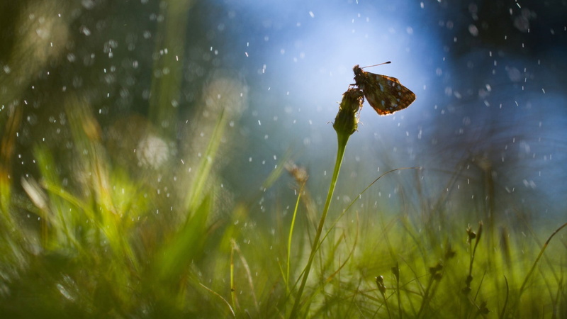 birds, animals, raindrop, one animal, insect, outdoors, animal themes, grass, selective focus, butterfly, animal wildlife, day, no people, white, growth