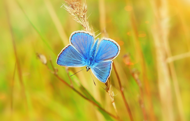 arthropods, butterfly - insect, lawn, fragility, one animal, near, summer, animals, macro, animal, antennae, butterfly day, close-up, focus on foreground