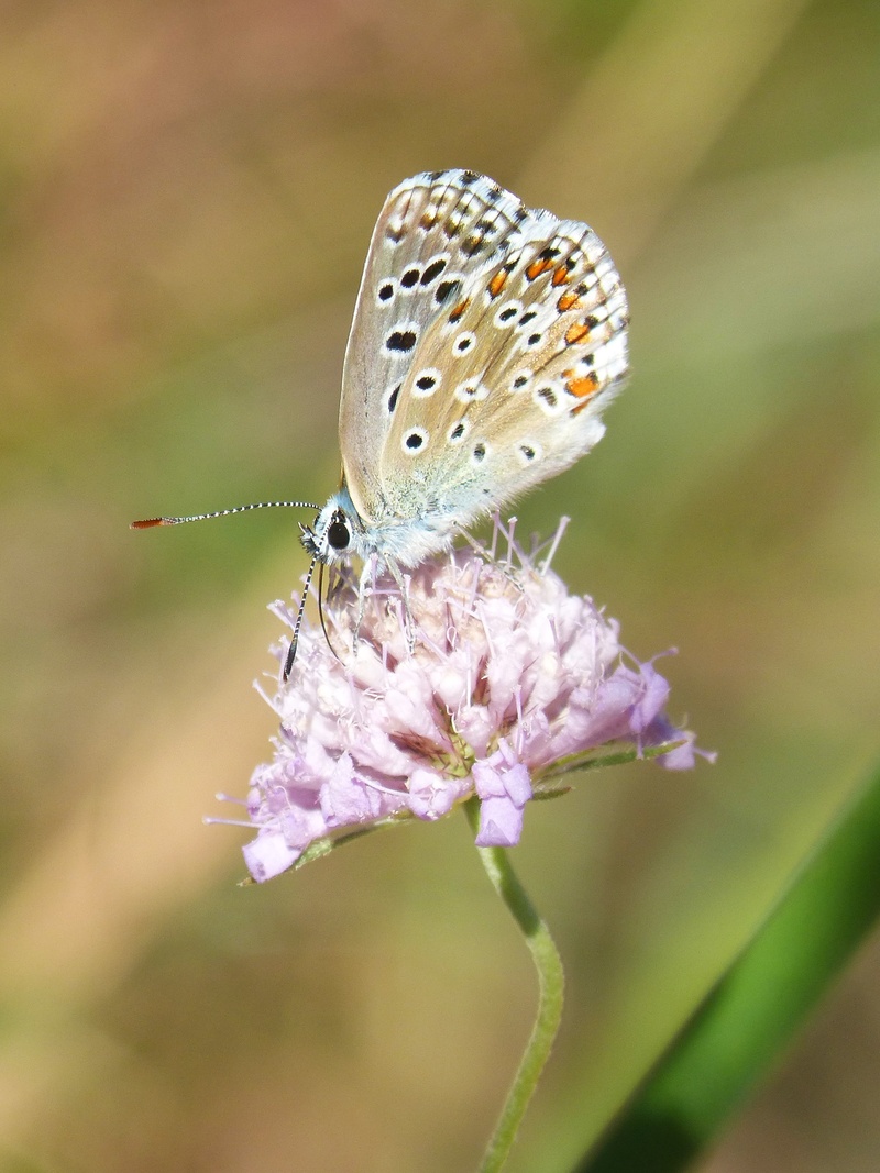 pollination, animals in the wild, libar, beauty in nature, butterfly, blaveta commune, animal wildlife, fragility, focus on foreground, animal wing, outdoors