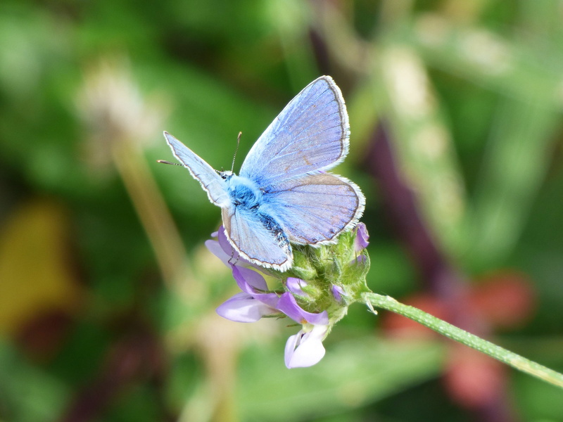 purple, butterfly, flowering plant, polyommatus icarus, Blue Butterfly, animal themes, insect, 2K, invertebrate, animal wildlife, butterfly - insect, fragility