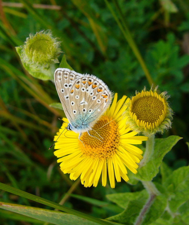 butterfly, Butterfly, polyommatus icarus, nature, beauty in nature, freshness, no people, pollination, animals in the wild, Common Blue, wild flower, flower head