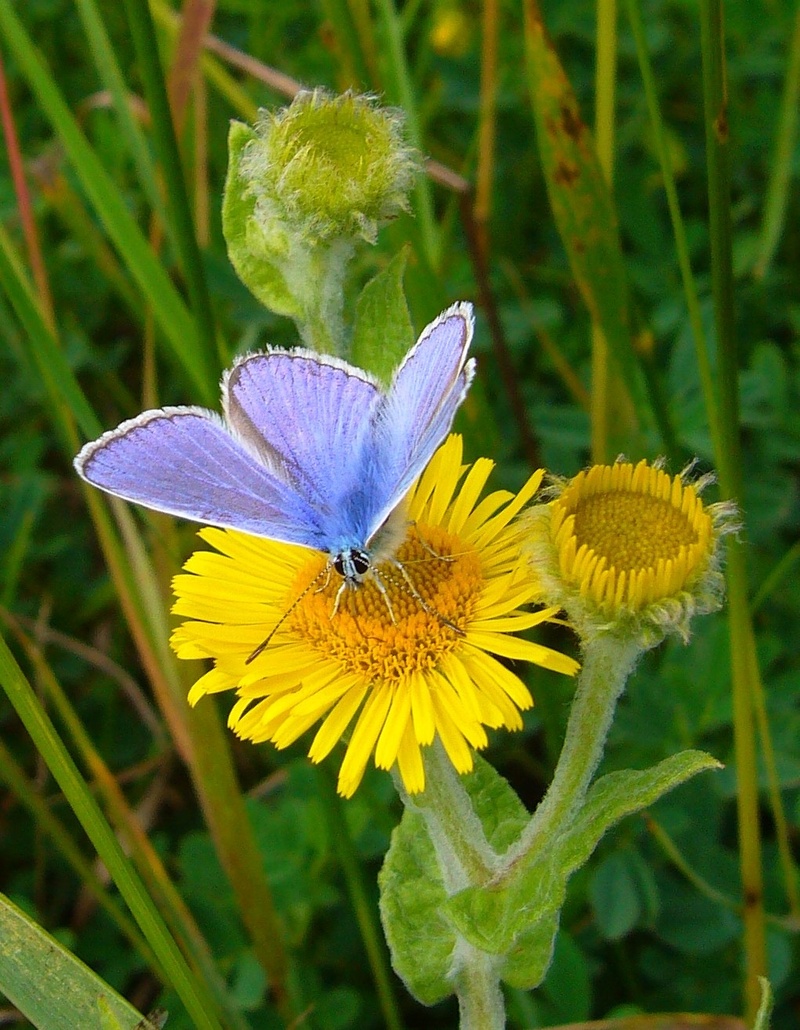 fragility, nature, pollen, growth, vulnerability, freshness, flowering plant, petal, yellow flower, animals in the wild, animal themes, invertebrate, animal wildlife