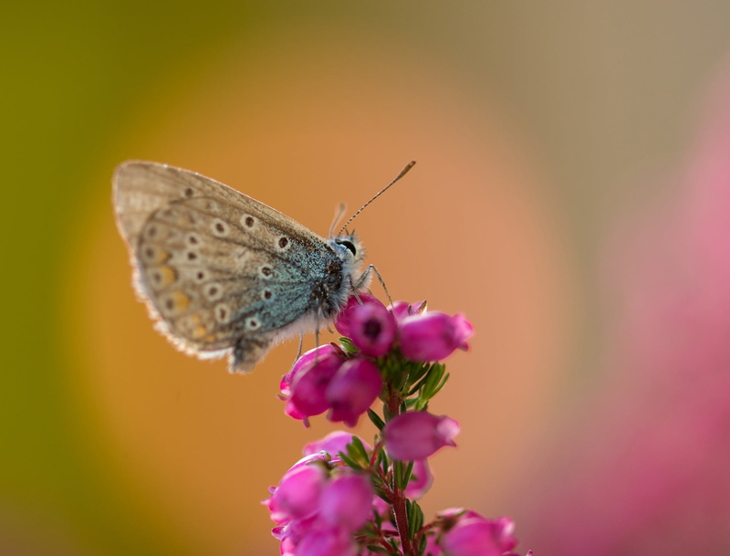 animal body part, nature, lycaenidae, blue tint, pink, animal wildlife, restharrows blue, butterfly, animal, outdoors, blue, pink color, pollination, summer