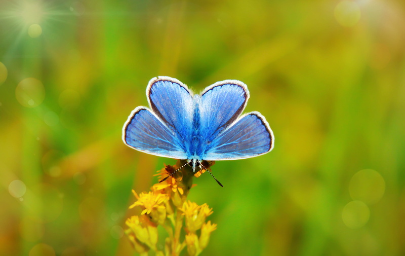the environment, polyommatus icarus, plant, vulnerability, animals, animal, beautiful, nature, blue, pollination, apiformes, antennae, summer, purple, one animal