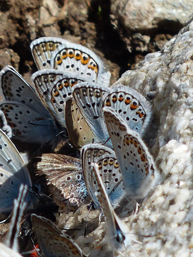 invertebrate, animal markings, sunlight, animal themes, blue, lycaenidae, common blue, nature, insect, no people, common bläuling, animal wing, restharrows blue