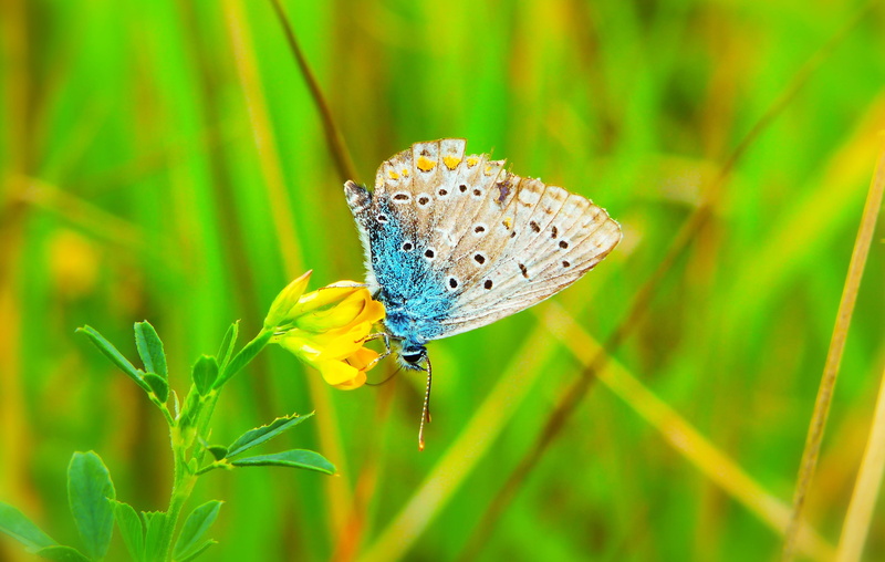 animal, beautiful, animal wing, growth, one animal, close-up, model, butterfly - insect, grass, focus on foreground, alive, fragility, insect, pollination