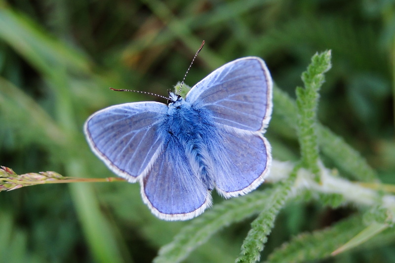 garden, insect, flowering plant, at the court of, invertebrate, flower, one animal, butterfly - insect, 2K, animal body part, butterflies, moth, beauty in nature