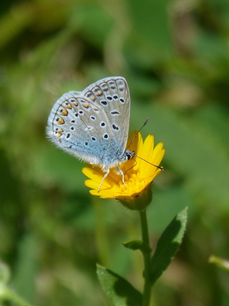 polyommatus icarus, libar, butterfly, insect, beauty, no people, pollen, animals in the wild, animal themes, beauty in nature, fragility, pollination, invertebrate