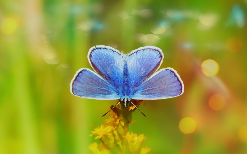 selective focus, alive, focus on foreground, biology, one animal, polyommatus icarus, color, the environment, invertebrate, animal themes, summer, animals