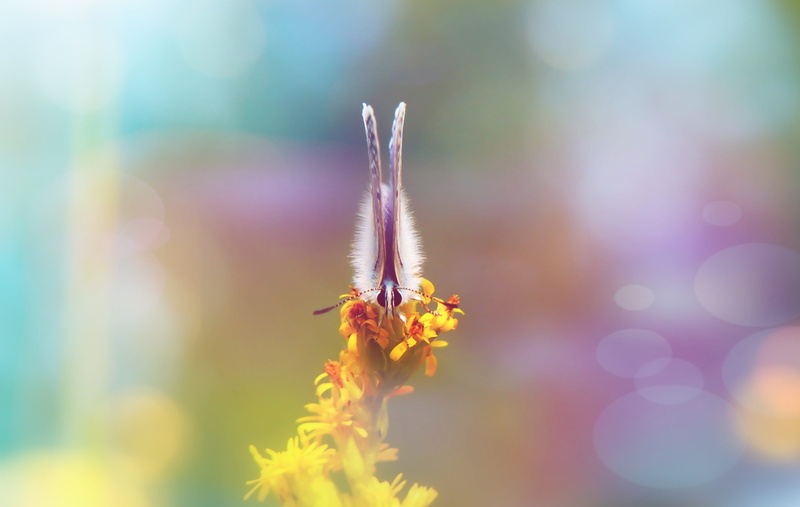 animal wildlife, the environment, alive, outdoors, beauty in nature, animal themes, polyommatus icarus, animals in the wild, growth, arthropods, apiformes