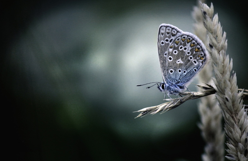 1080P, butterfly, macro, background, Polyommatus Icarus, ear