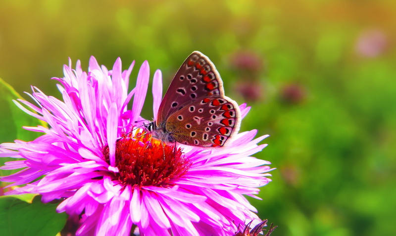 2K, flower, the environment, pink color, garden, alive, purple, freshness, outdoors, closeup, no people, animal wildlife, tom, color, model, summer, insect