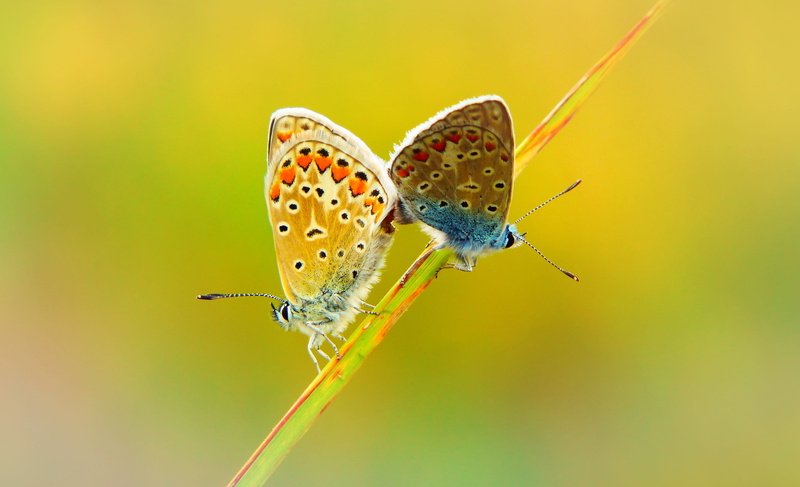 summer, macro, one animal, model, copulation, no people, meadow, the environment, animals, small, blade of grass, nature, insect, animal wildlife, alive