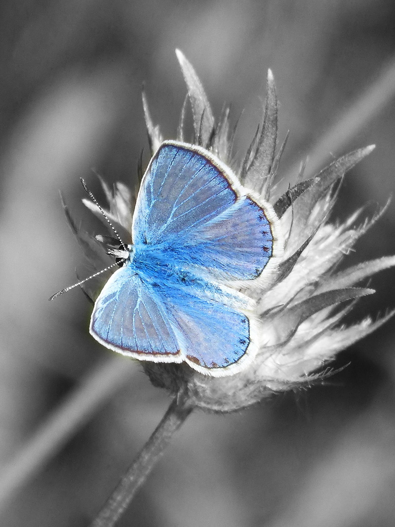 insect, blaveta commune, animals in the wild, close-up, flower head, animal wing, 1080P, focus on foreground, blaveta, blue, flowering plant, Blue Butterfly
