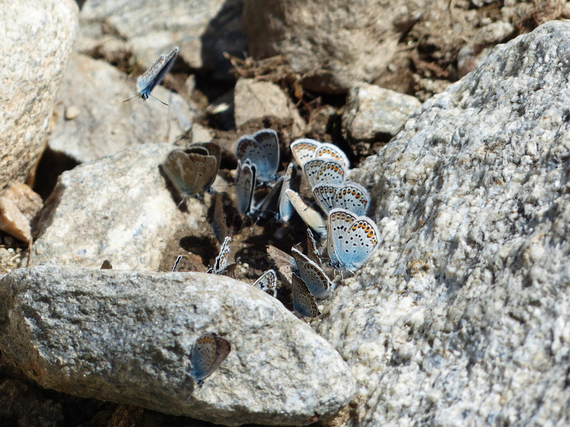 wildlife, textured, animals in the wild, insect, rough, lycaenidae, pebble, animals And Pets, one animal, Butterflies, Restharrow, beach, sunlight, animal Shell