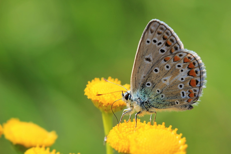 4K, flowering plant, plant, invertebrate, petal, wings, netherlands, outdoors, fauna, animals in the wild, animal, europe, insect, animal themes, butterfly - insect