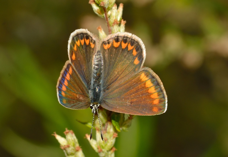 close-up, flower head, insect, invertebrate, animals in the wild, outdoors, polyommatus, female, butterfly, animal, animal wing, focus on foreground, day
