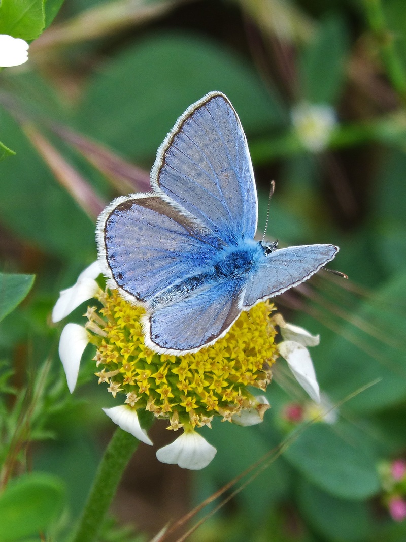 pollination, blaveta, blue butterfly, plant, butterfly - insect, animals in the wild, flowering plant, focus on foreground, butterfly, animal wing, purple