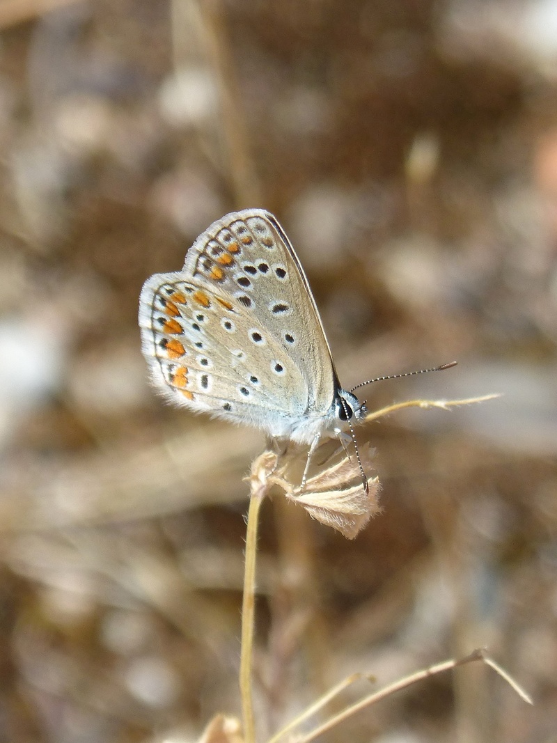 1080P, animal wildlife, animal themes, plant, selective focus, wildlife, invertebrate, blue maiposa, blaveta commune, beauty, close-up, summer, animal