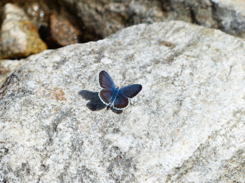 outdoors, insect, lycaenidae, textured, common, beauty in nature, butterfly - Insect, marine, close-up, rock, nature, blue, 4K, common bläuling, green