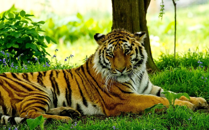 field, grass, siberian, resting, moment, 1080P, rest, animals, tiger