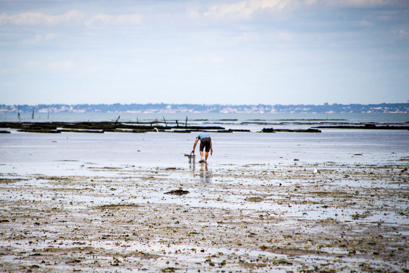 domestic, 4K, domestic animals, animal themes, fishing walking, mammal, pets, noirmoutier, motion, day, running, canine, vertebrate, beach, dog, animal